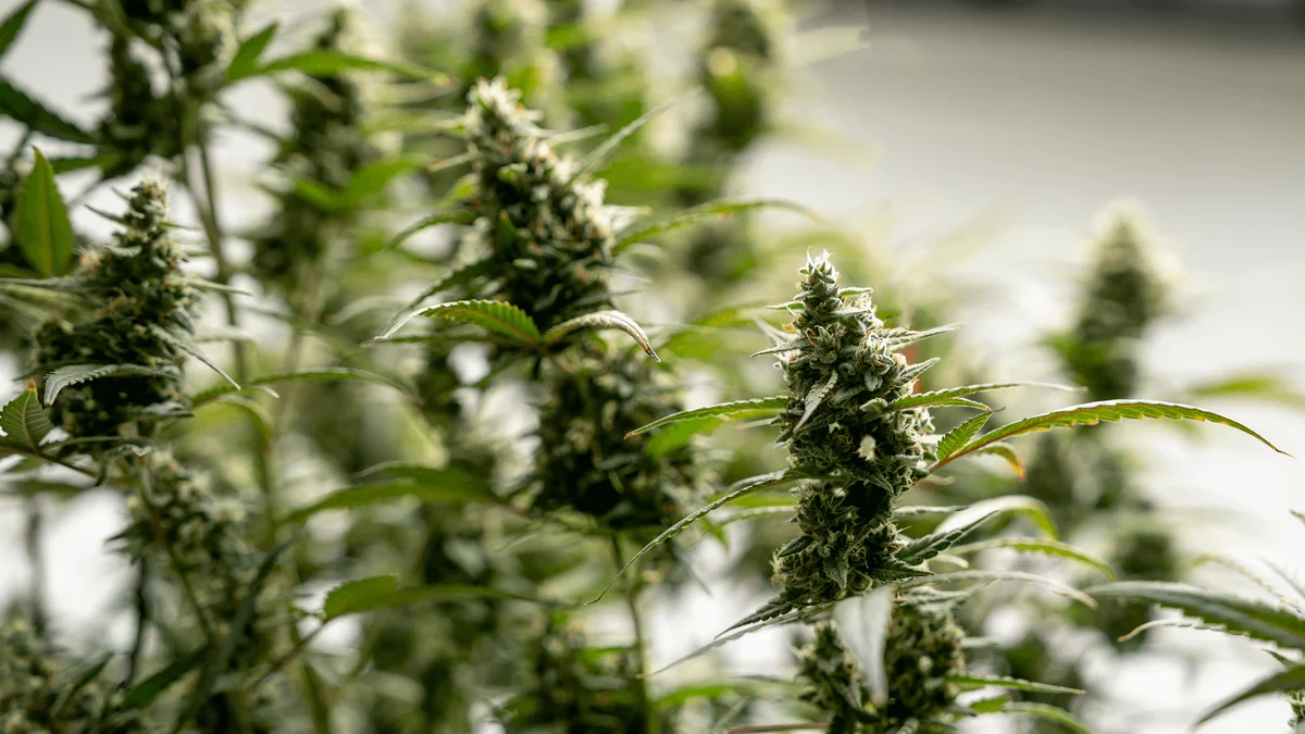 How To Grow Marijuana Indoors - Explore & Learn article