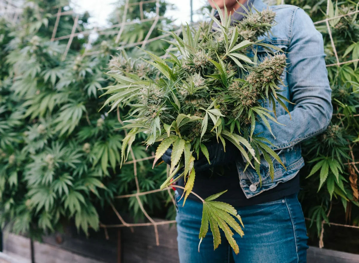 1772733216964 9d27a4eb Db7e 4a15 8b5d 40b7708f167e - Q&A with Moon Made Farms