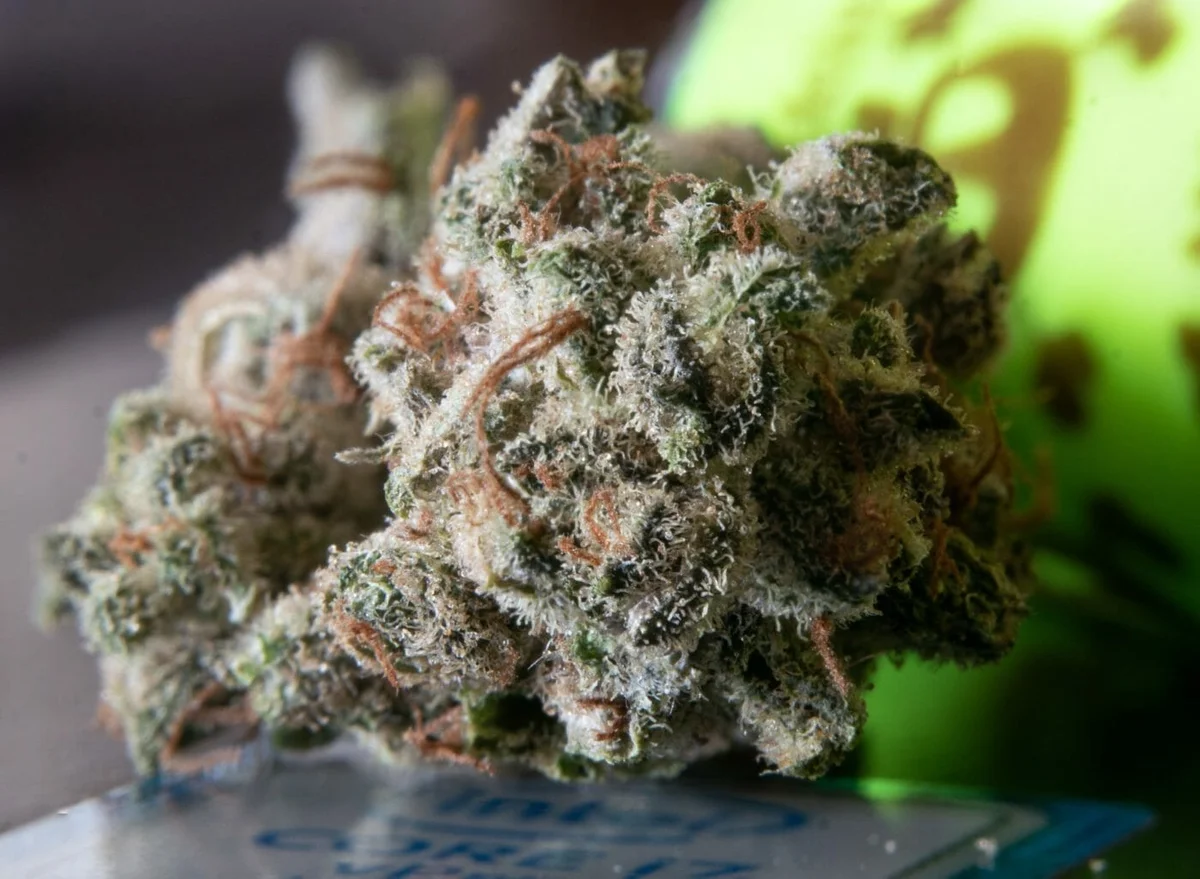 Classic Cultivars: Meet Some of the Most Famous Strains in Cannabis - Explore & Learn article