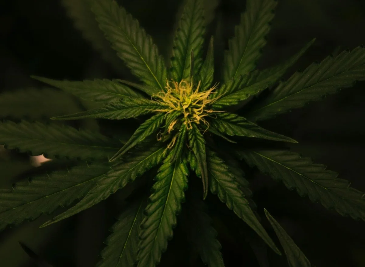 1772733234011 A6d22b78 2551 4c4c B764 C308108455f8 - Classic Cultivars: Meet Some of the Most Famous Strains in Cannabis