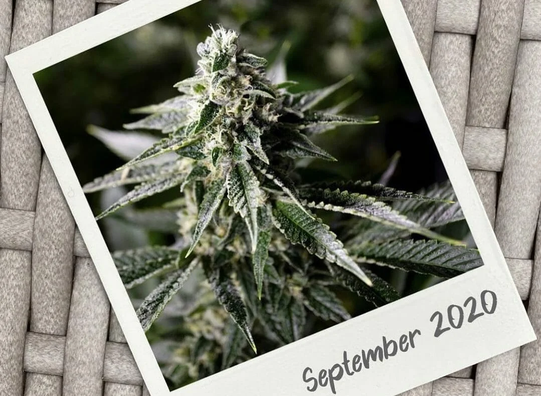 1772733241031 26ad66c5 1e39 47ac 8e73 01e5063c640a - Get Acquainted with the Tie-Dyed Beauty of Garcia Hand Picked Cannabis