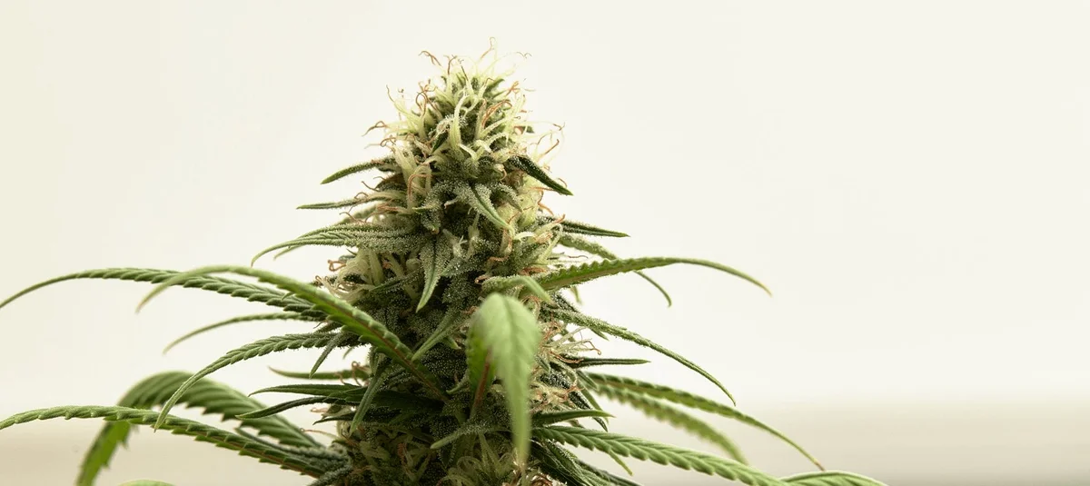 What Is A Gravity Bong And How Do You Make One? - Explore & Learn article