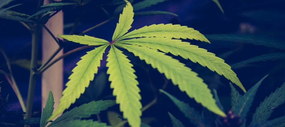 Embarc Dispensary’s Neighborhood Favorites in Lake Tahoe - Lake Tahoe article