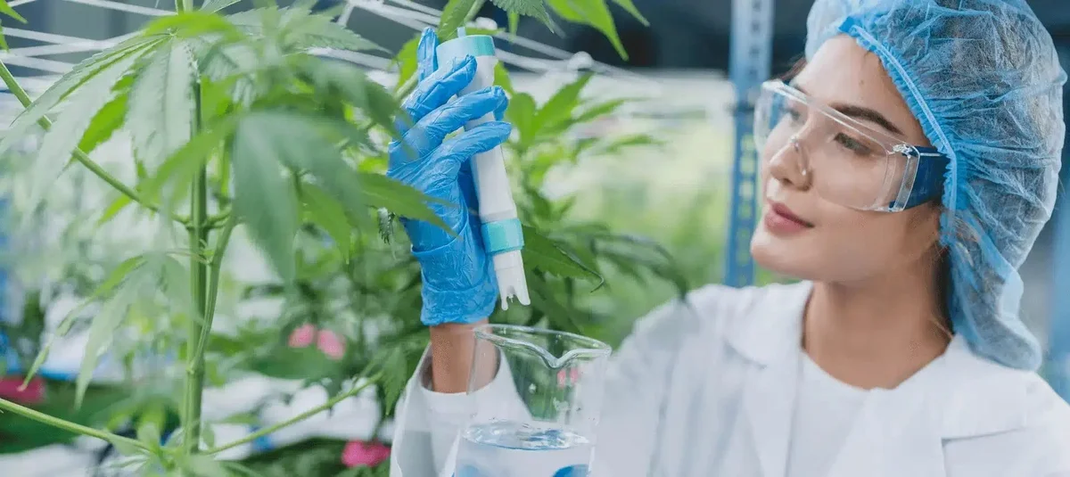 How To Clone Cannabis - Explore & Learn article