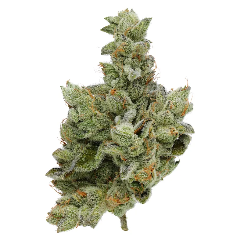 FLOWER [3.5G] ANIMAL FACE