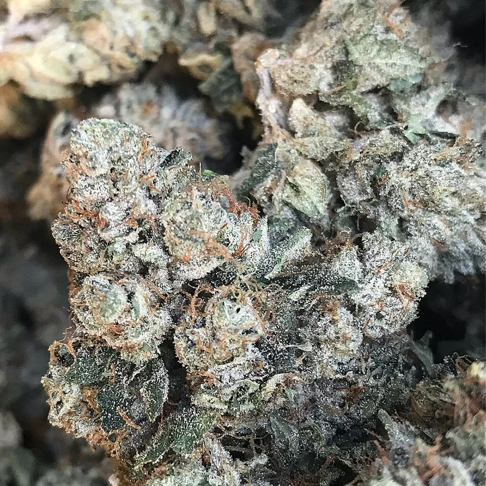 INCOGNITO OG 3.5G - 3.5 G