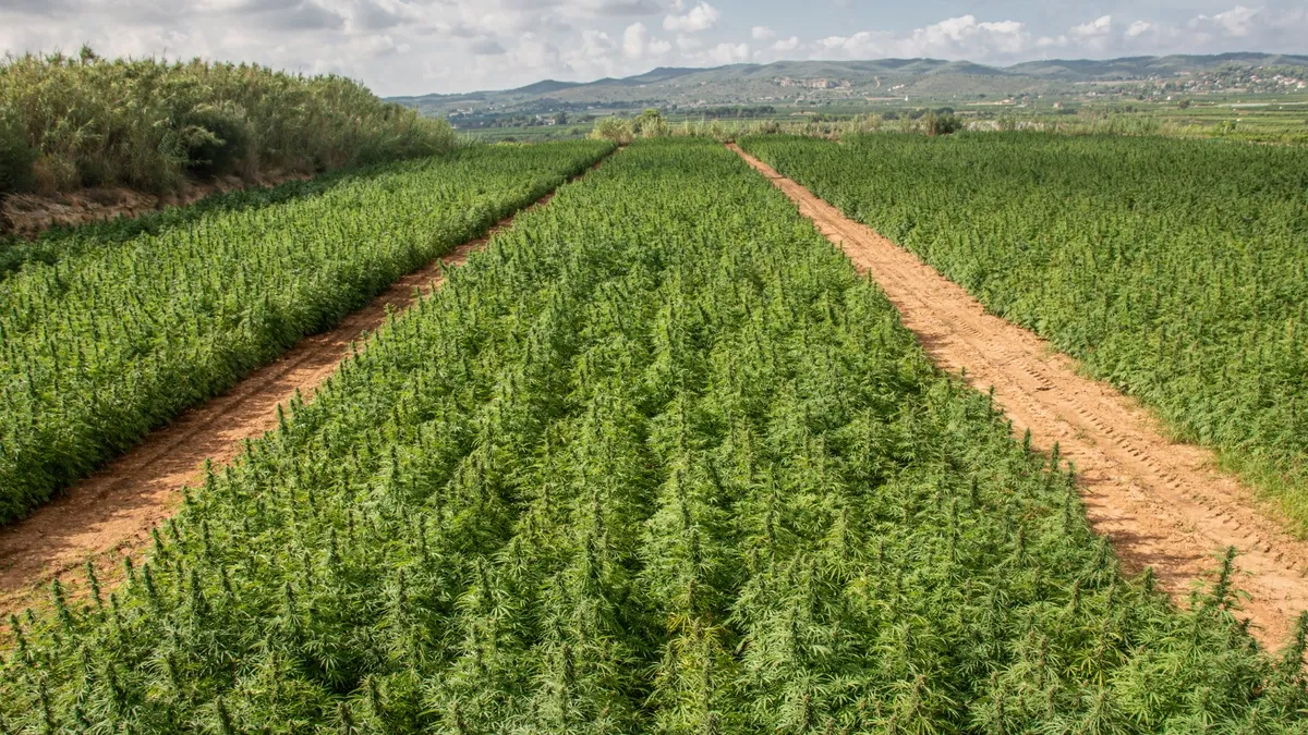 cannabis field