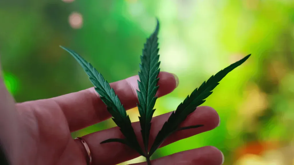 cannabis in hands