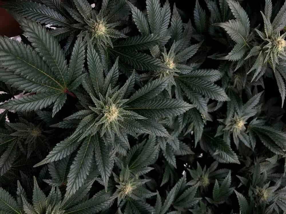 Exploring Ultra-Potent THC Strains: Highest Recorded