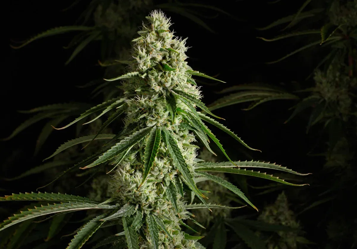 White Durban Strain Review