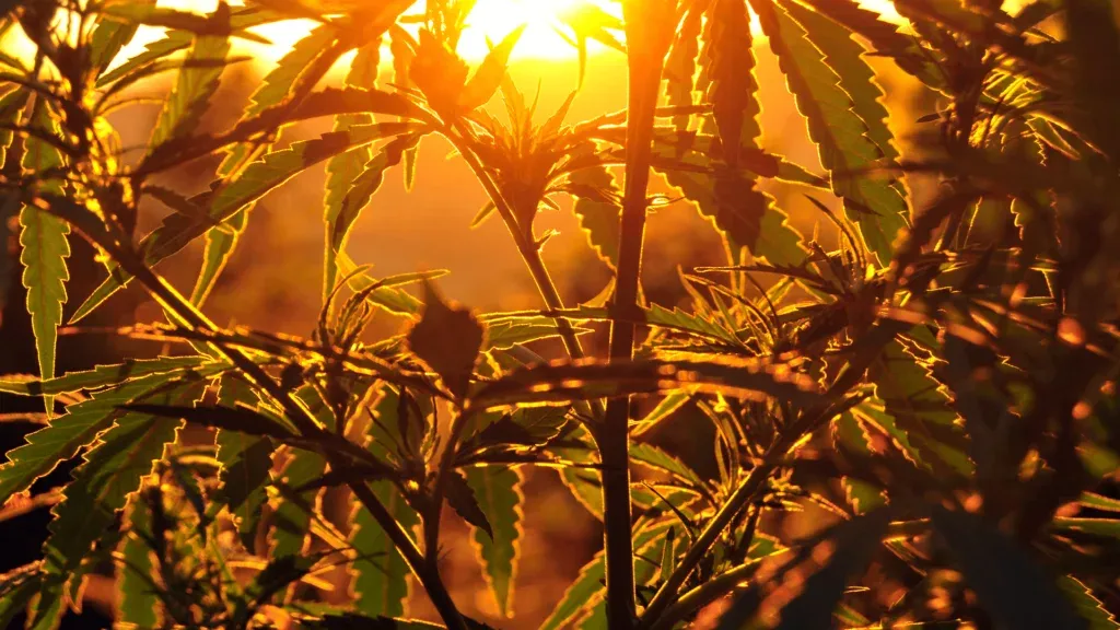 exotic cannabis image