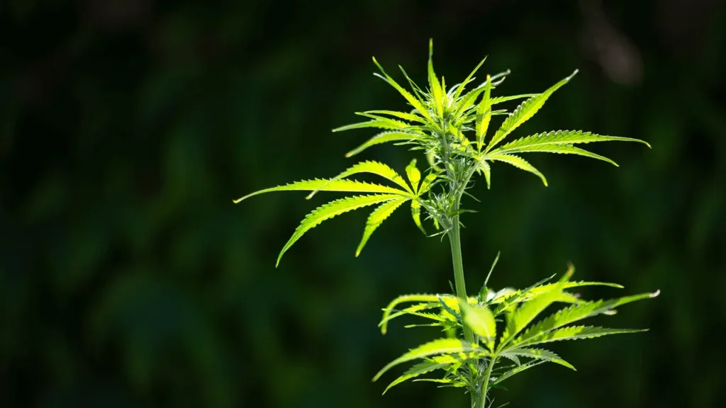 Transplanting Cannabis Plants: All You Need To Know