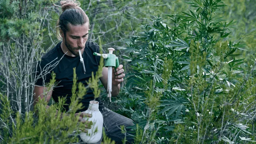 Pheno Hunting Cannabis