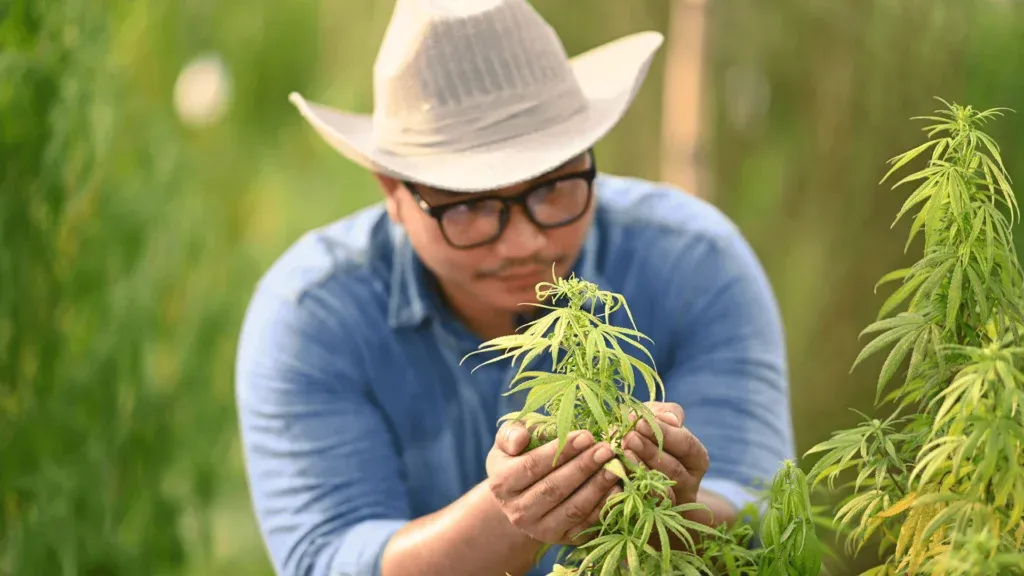A Comprehensive Guide To Caryophyllene Terpene