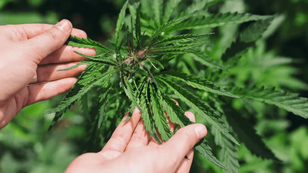 how to trim weed