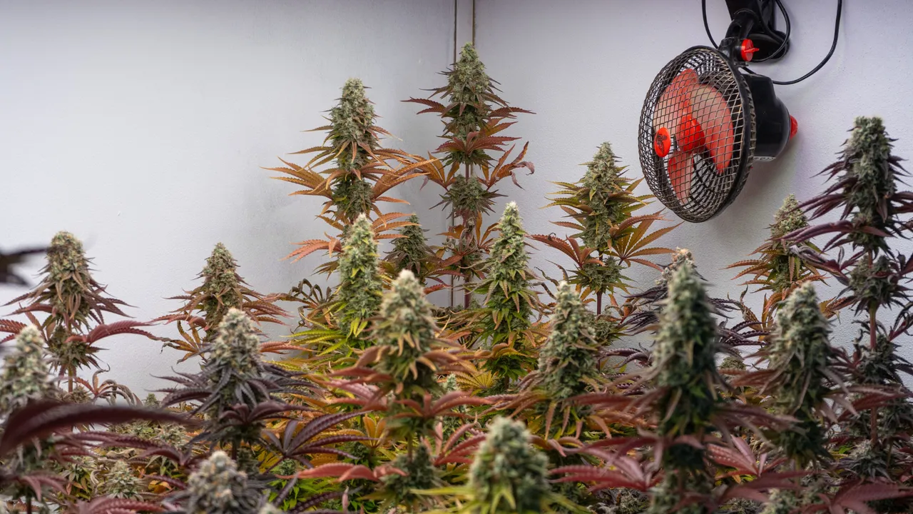cannabis plants in a grow room indoor vs outdoor weed