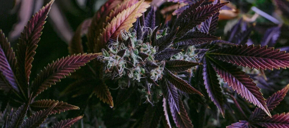 Indica vs Sativa vs Hybrid: What’s The difference?