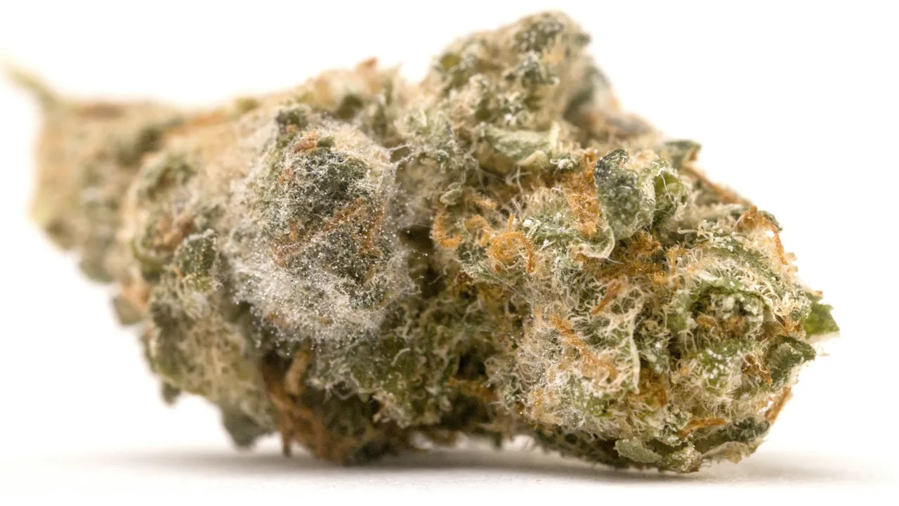 moldy cannabis bud