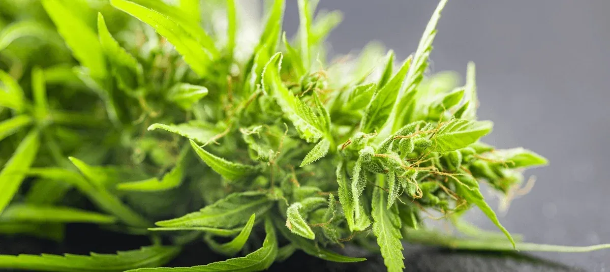 The Most Popular Cannabis Strains in California Right Now: A 2025 Report