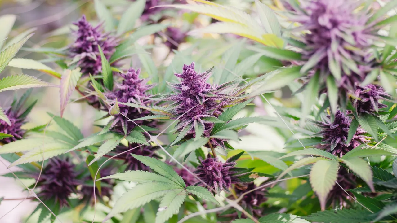 Purple weed strains growing in garden