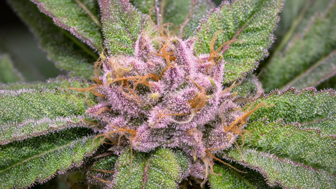 Purple weed strain in raw cannabis plant form