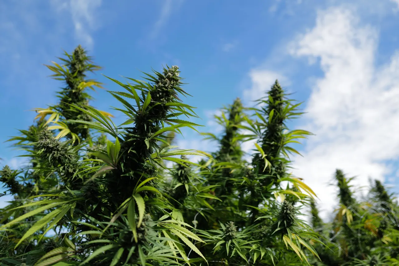 pink rider outdoor cannabis plants by greenshock farms