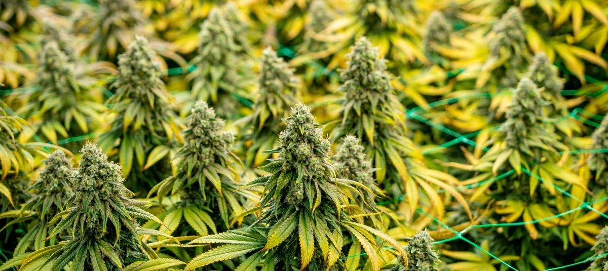 THCJD vs THC, THCP, and THCV: What You Should Know
