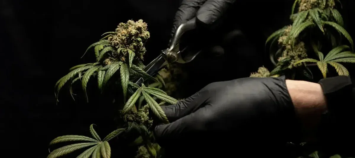 Embarc Dispensary’s Neighborhood Favs in Fairfield