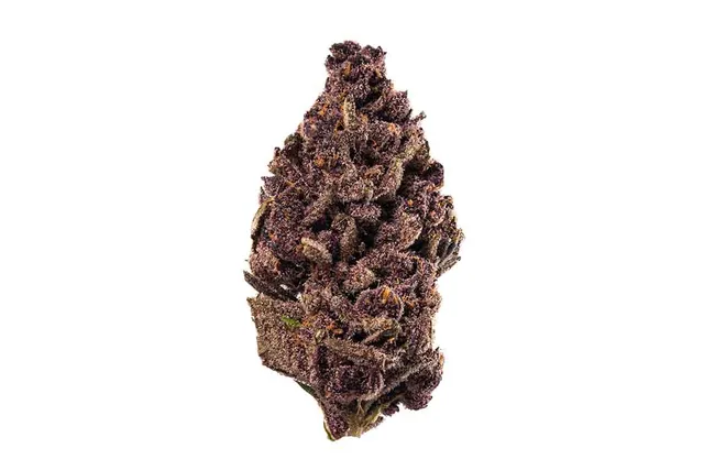 Purple Tangie weed strain