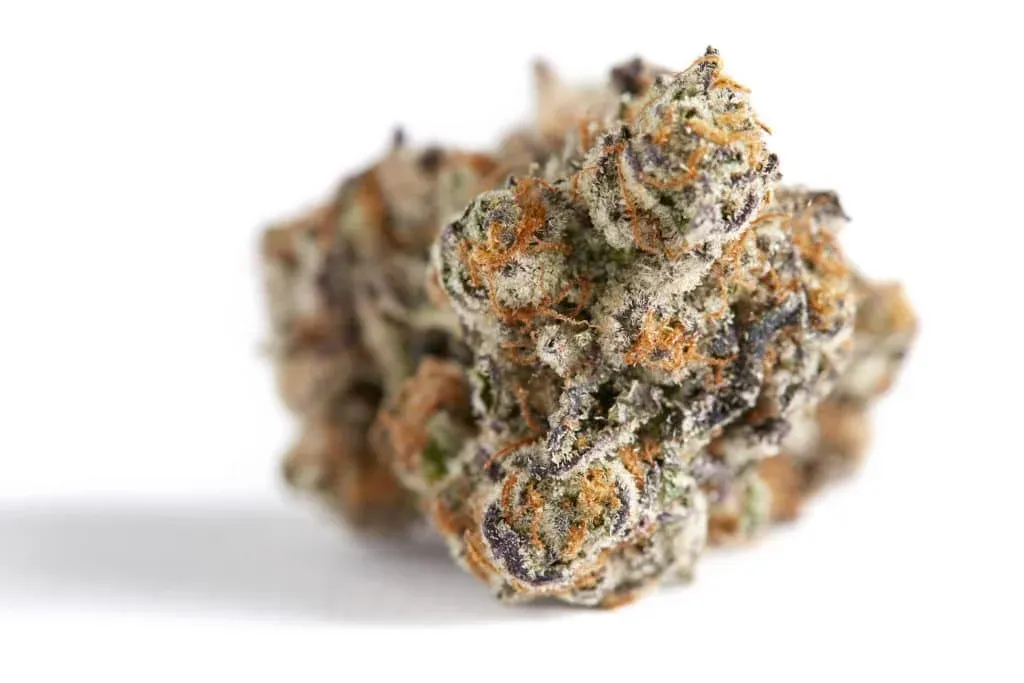 Uzumaki Strain