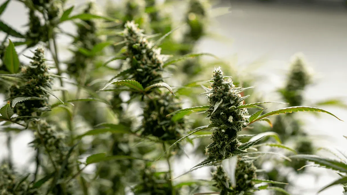 How To Grow Marijuana Indoors