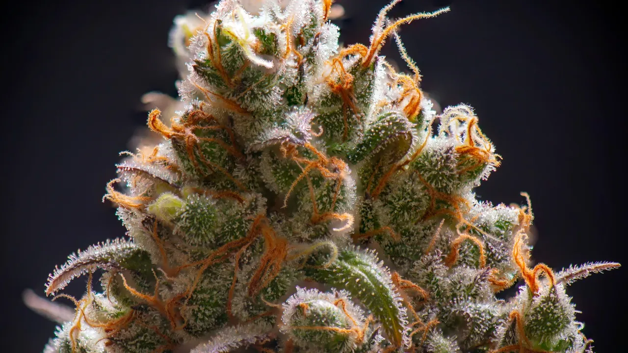 Sour Diesel cannabis bud