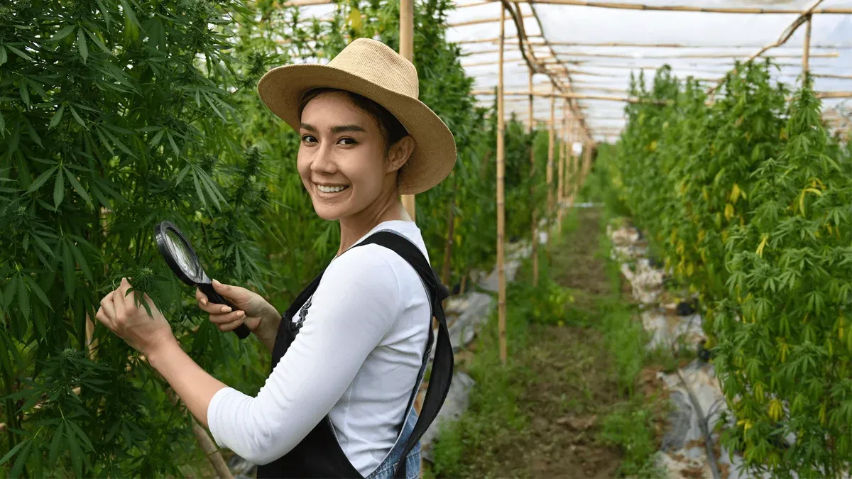 How To Scrog Marijuana Plants