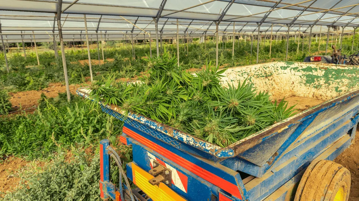 How To Harvest Marijuana Plants
