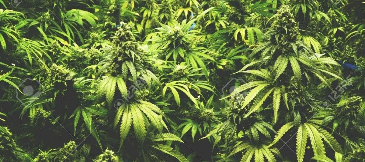 6 Common Myths and Controversies About High CBD Cannabis