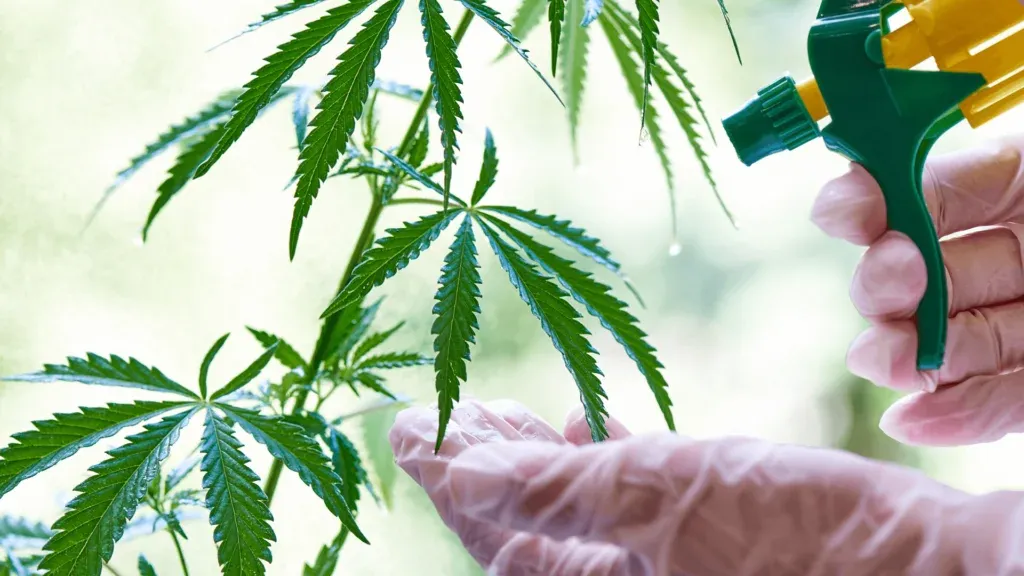 fertilize cannabis