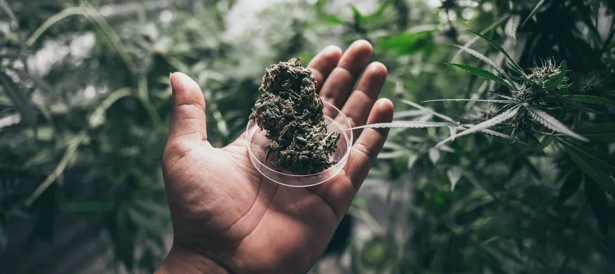 How to Calculate Your CBD Dose: Weight, Potency, and Safe Start