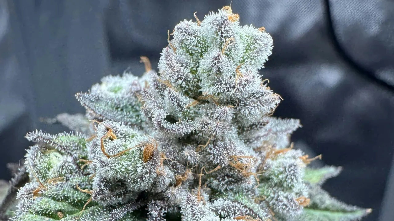 10 Seriously Strong Weed Strains to Try - Lifestyle article