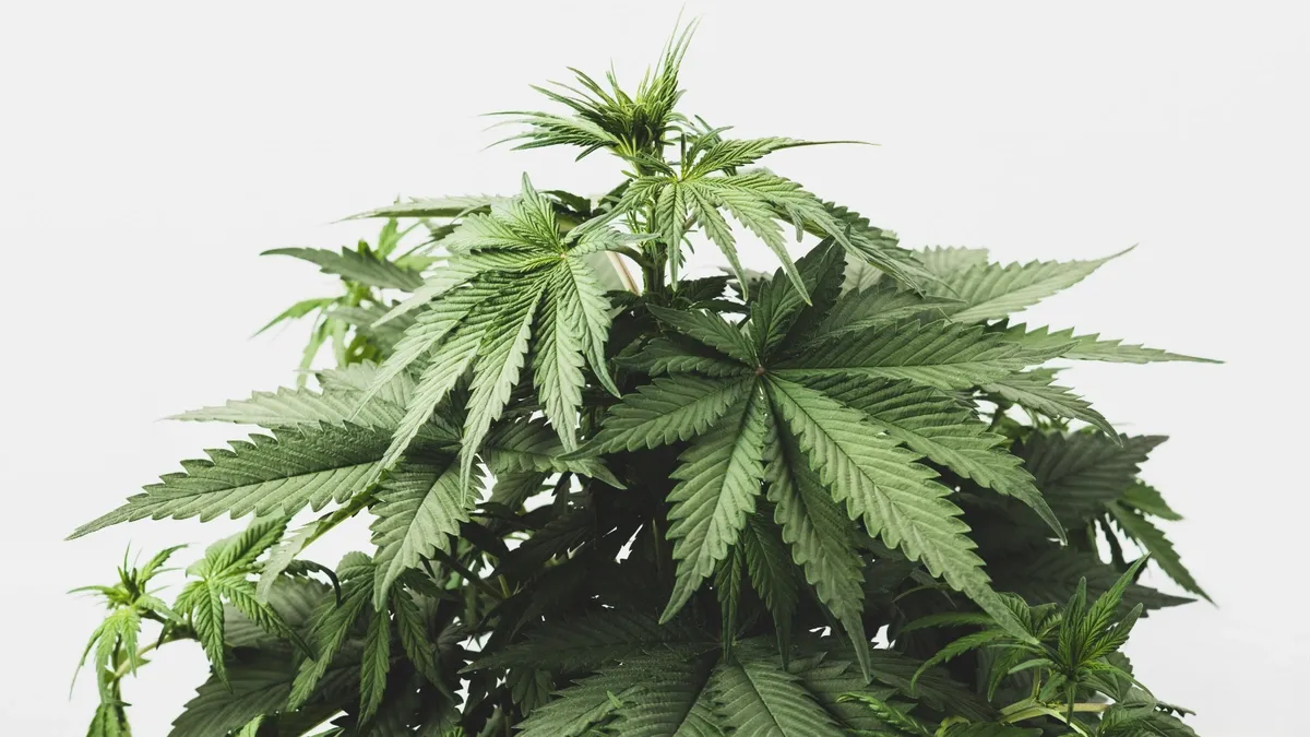 indica cannabis plant