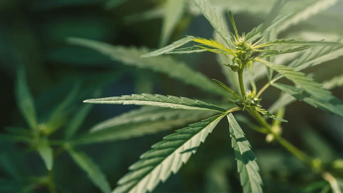 How To Grow Weed?
