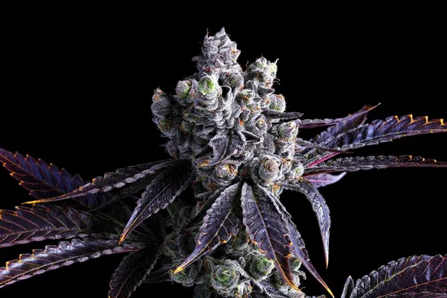 Fig Farm indoor cannabis plant