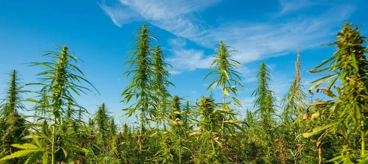 The Truth about Sun Grown Cannabis – Busting the Top 4 Myths!