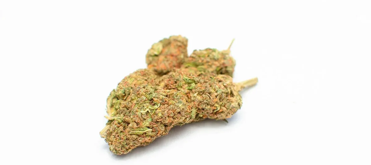 Lemon Cherry Gelato Strain: Flavor, Effects, and Care Guide