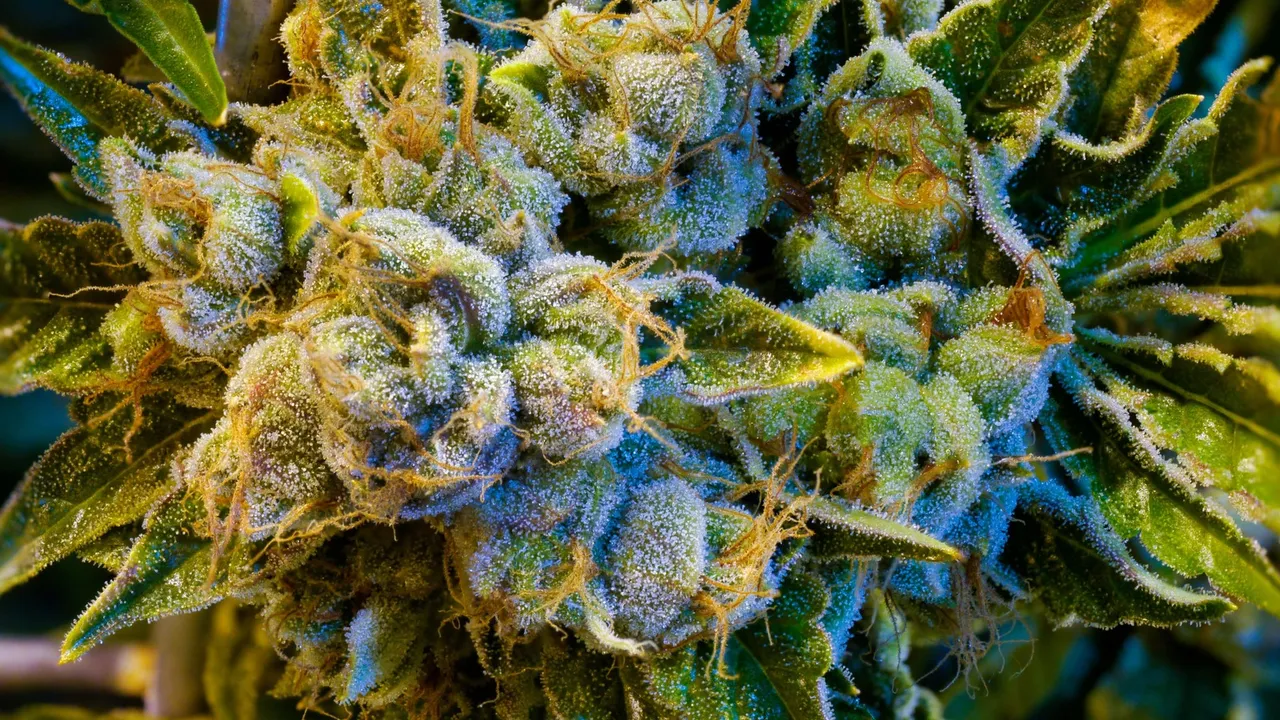 Sour Diesel cannabis plant