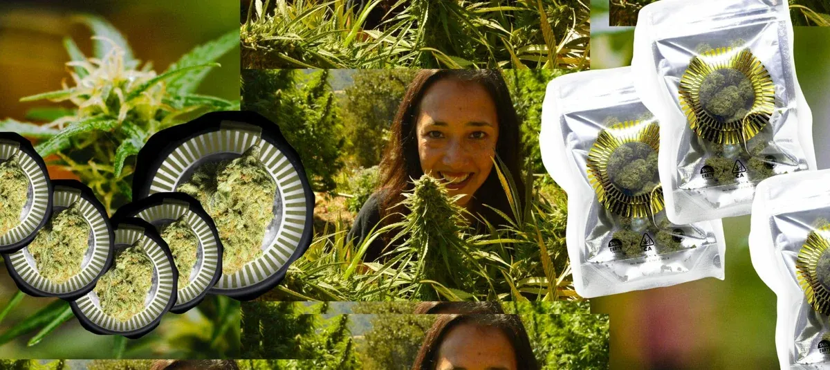 Can Sun-Grown Cannabis Outshine Indoor Crops?