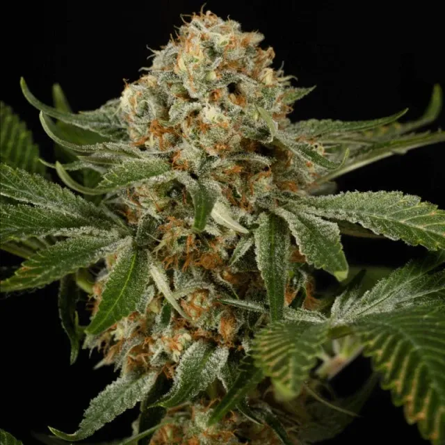 OG Kush Strains