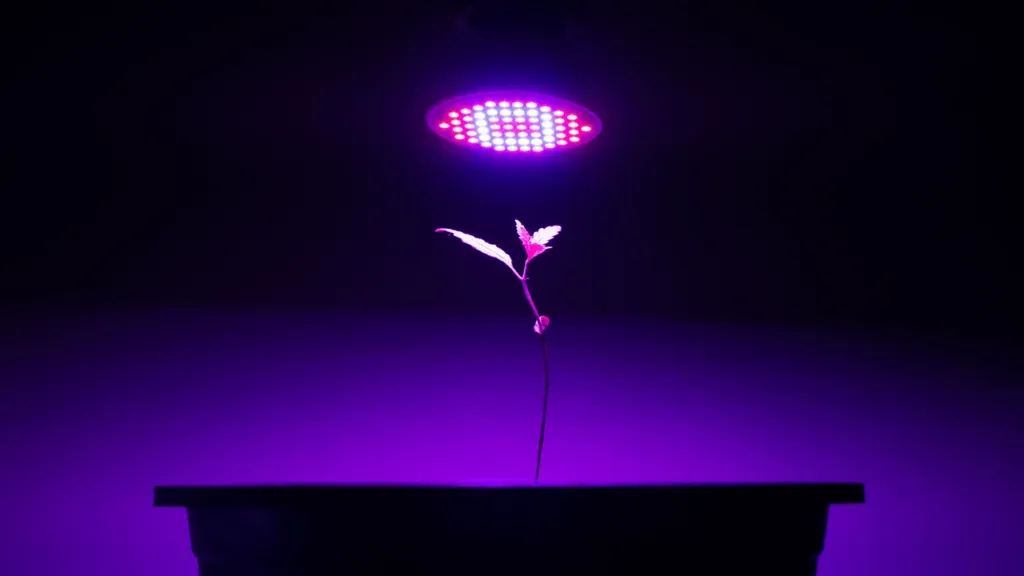marijuana grow lights