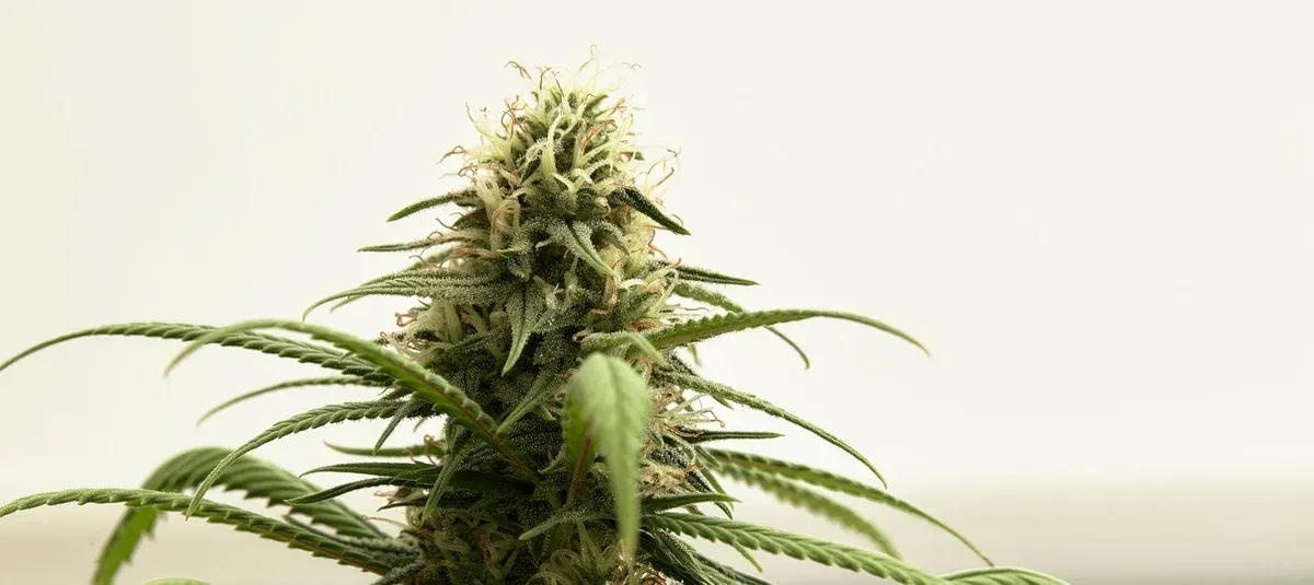 What Is An Eighth?