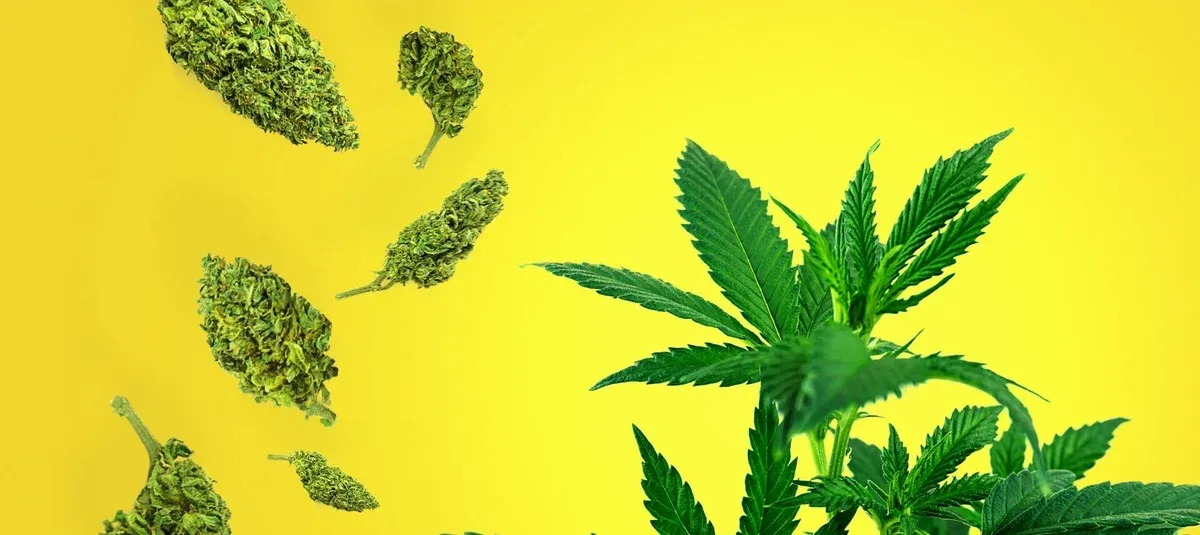 Cannabis CBD Flower 101: A Beginner’s Guide