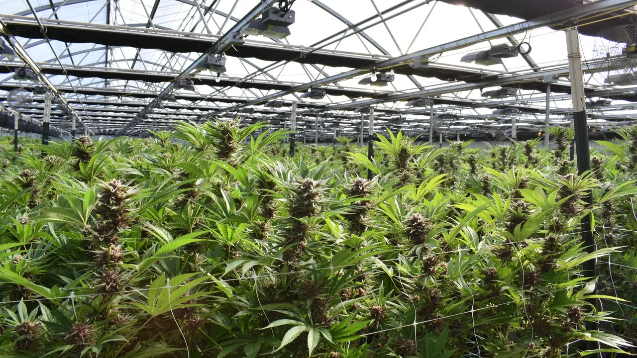 Cannabis grown in a greenhouse - the middle ground in the indoor vs outdoor weed debate